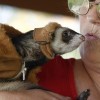 Ferret smooth thanks cdn and abc