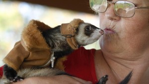 Ferret smooth thanks cdn and abc